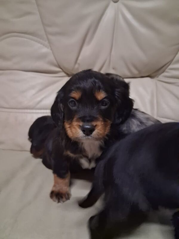 Cocker Spaniel puppies for sale in Beck Row, Suffolk – 8 weeks old - Image 2 of 3