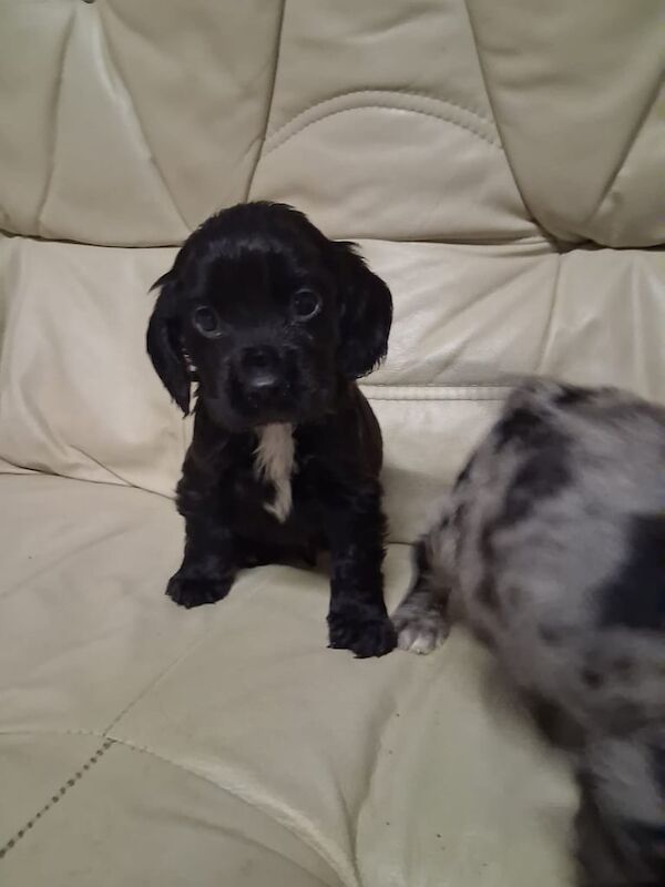 Cocker Spaniel puppies for sale in Beck Row, Suffolk – 8 weeks old - Image 3 of 3