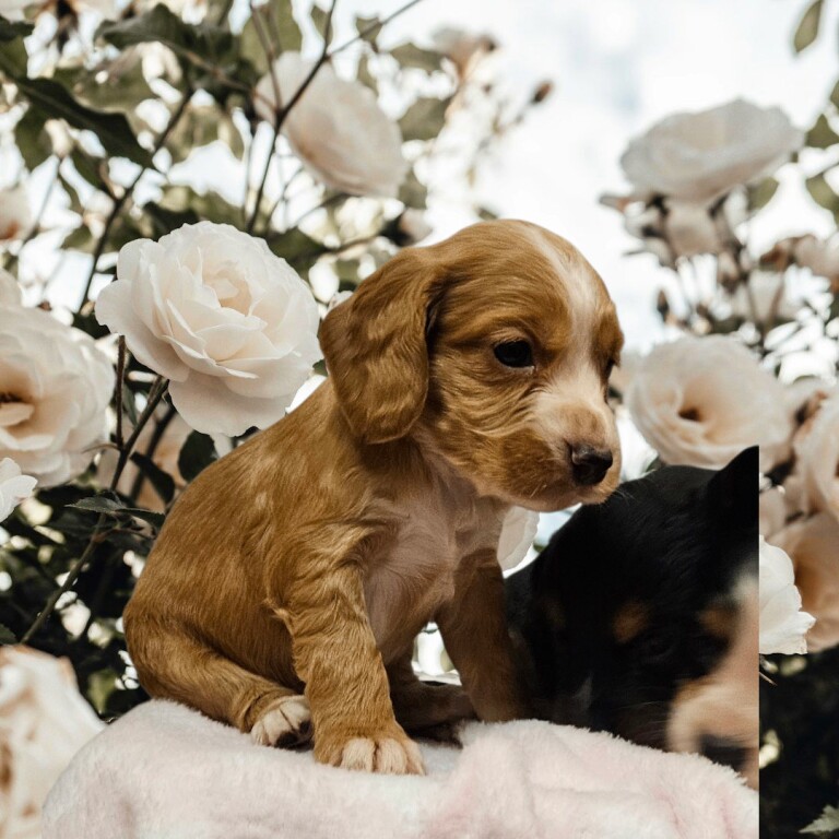 Cocker Spaniel puppies for sale in Poole, Dorset – 4 weeks old