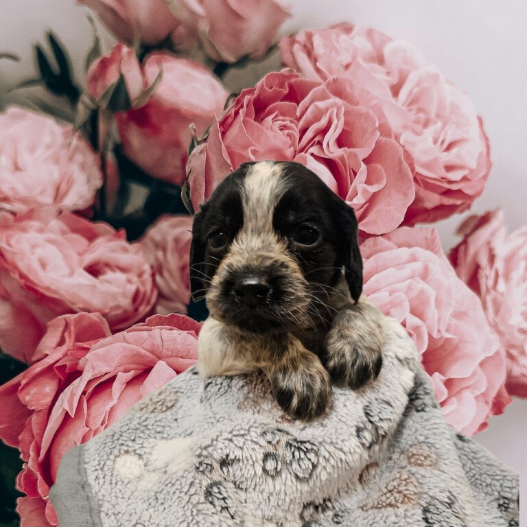 Cocker Spaniel puppies for sale in Poole, Dorset – 5 weeks old - Image 2 of 4