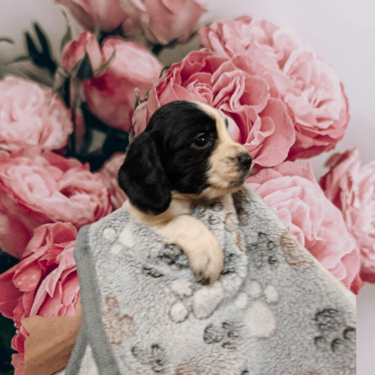 Cocker Spaniel puppies for sale in Poole, Dorset – 5 weeks old - Image 3 of 4