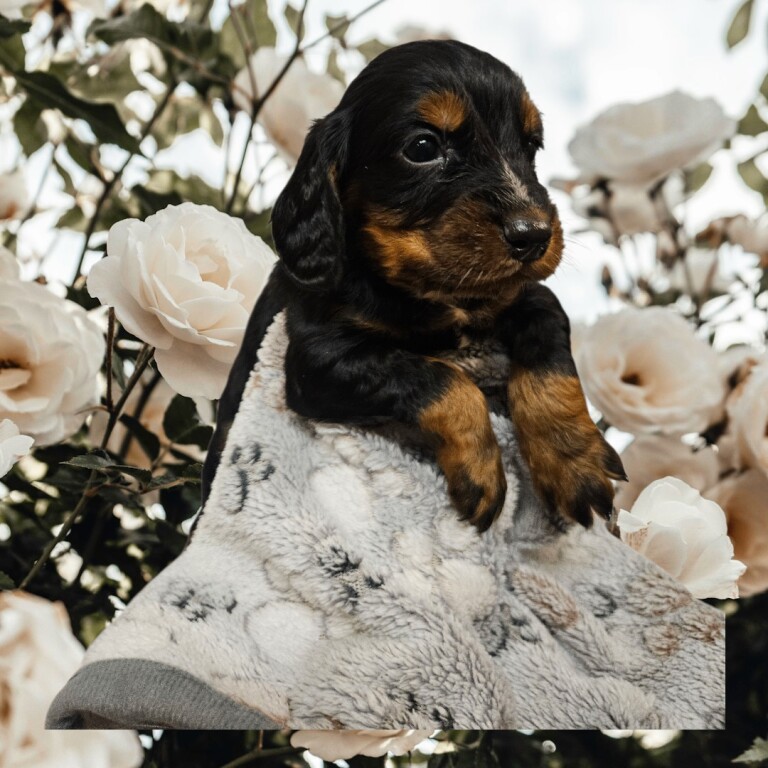 Cocker Spaniel puppies for sale in Poole, Dorset – 5 weeks old - Image 4 of 4