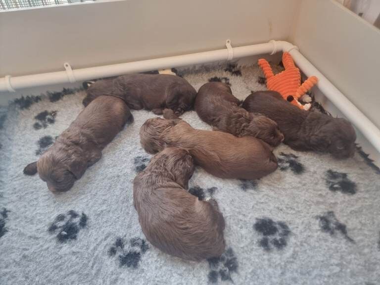 Cocker Spaniel puppies for sale in Hemsworth, West Yorkshire – 4 weeks old