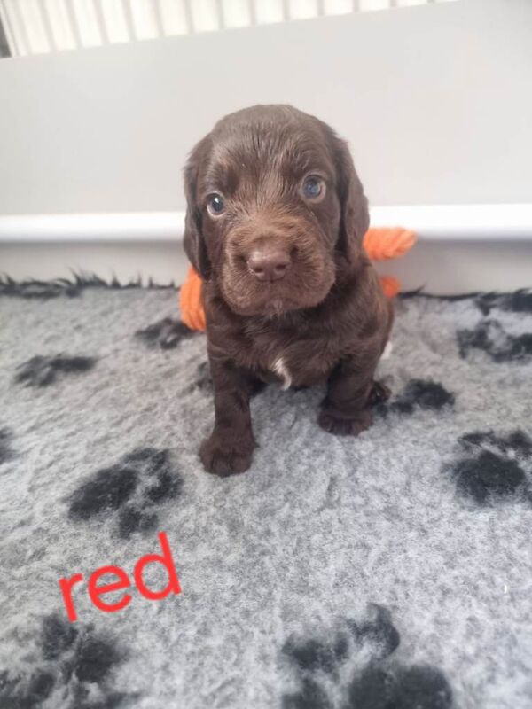 Cocker Spaniel puppies for sale in Hemsworth, West Yorkshire – 12 weeks old - Image 2 of 5