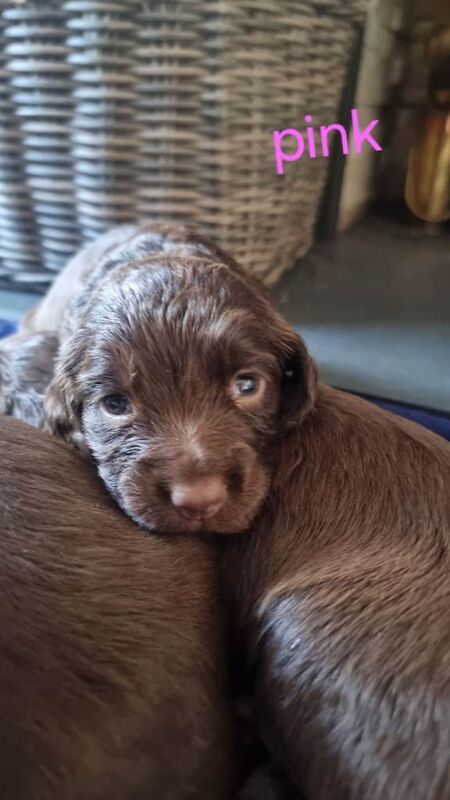 Cocker Spaniel puppies for sale in Hemsworth, West Yorkshire – 12 weeks old - Image 3 of 5