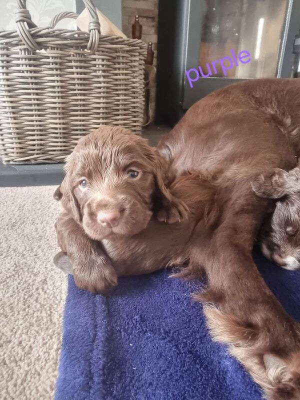Cocker Spaniel puppies for sale in Hemsworth, West Yorkshire – 12 weeks old - Image 4 of 5