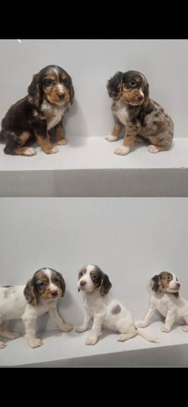 Cocker spaniel puppies - Image 2 of 4