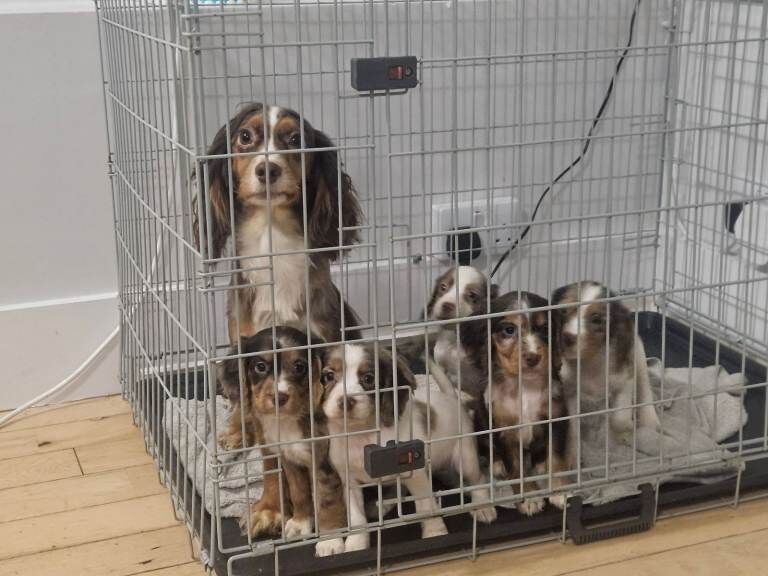 Cocker spaniel puppies - Image 4 of 4