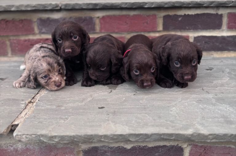 Cocker Spaniel puppies for sale in Tonbridge, Kent – KC registered, 8 weeks old