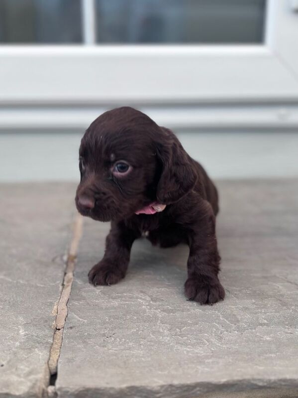 Cocker Spaniel puppies for sale in Tonbridge, Kent – KC registered, 8 weeks old - Image 2 of 3