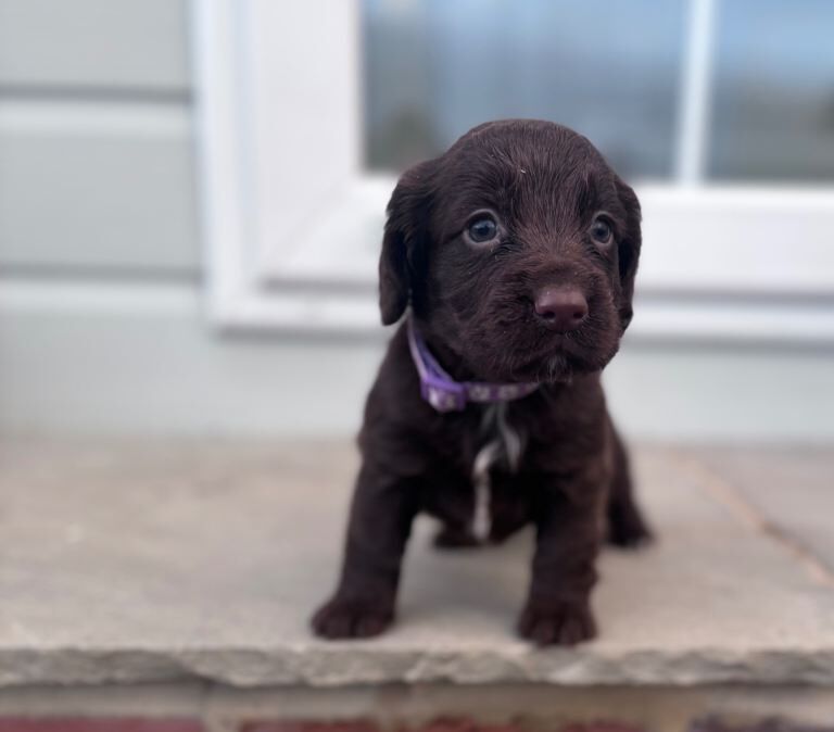 Cocker Spaniel puppies for sale in Tonbridge, Kent – KC registered, 8 weeks old - Image 3 of 3