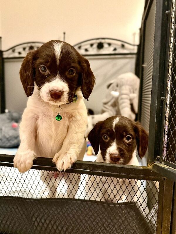 Cocker Spaniel puppies for sale in Aylsham, Norfolk – 9 weeks old