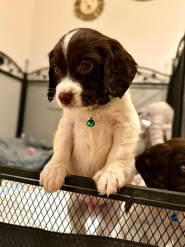 Cocker Spaniel puppies for sale in Aylsham, Norfolk β 5 months old - Image 2 of 6