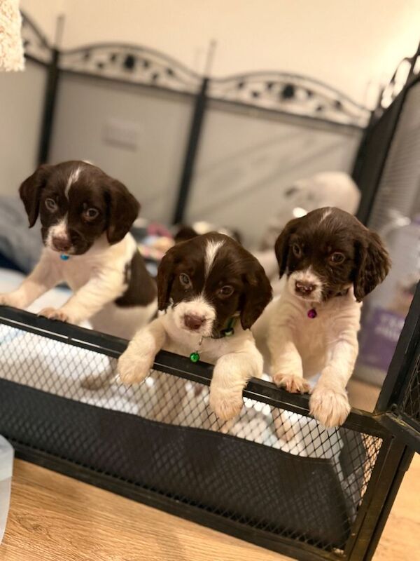 Cocker Spaniel puppies for sale in Aylsham, Norfolk β 5 months old - Image 3 of 6