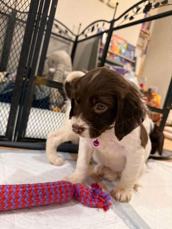 Cocker Spaniel puppies for sale in Aylsham, Norfolk β 5 months old - Image 4 of 6