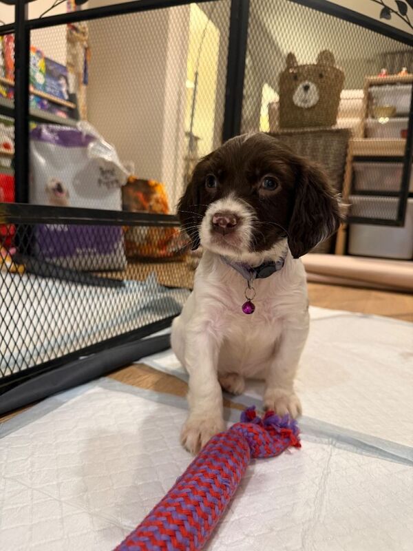 Cocker Spaniel puppies for sale in Aylsham, Norfolk β 5 months old - Image 5 of 6