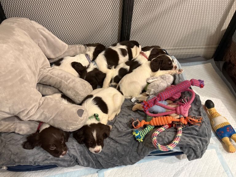 Cocker Spaniel puppies for sale in Aylsham, Norfolk β 5 months old - Image 6 of 6