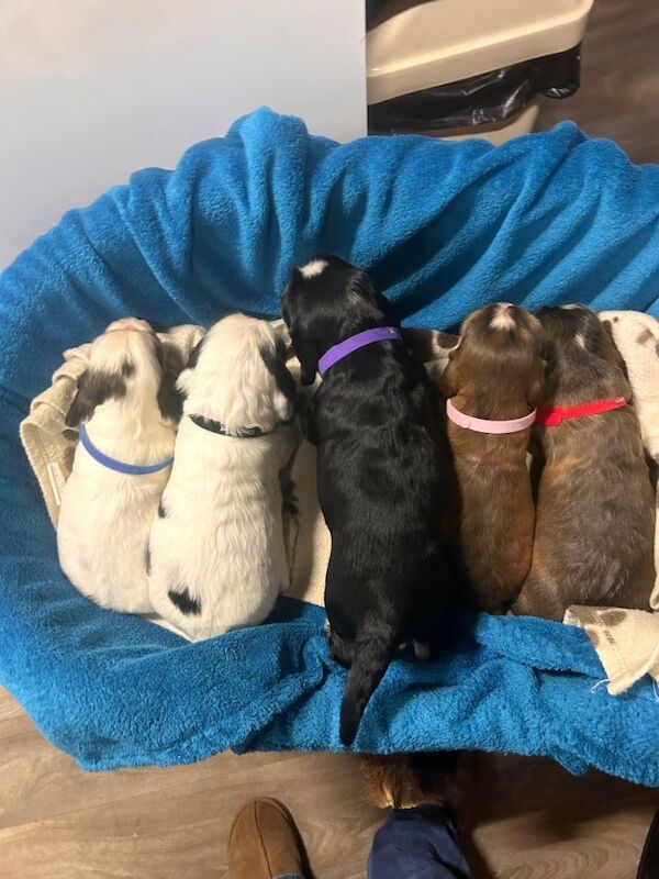 Cocker Spaniel puppies for sale in Retford, Nottinghamshire – 5 weeks old