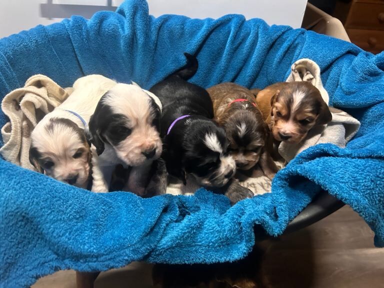 Cocker Spaniel puppies for sale in Retford, Nottinghamshire – 5 weeks old - Image 2 of 6