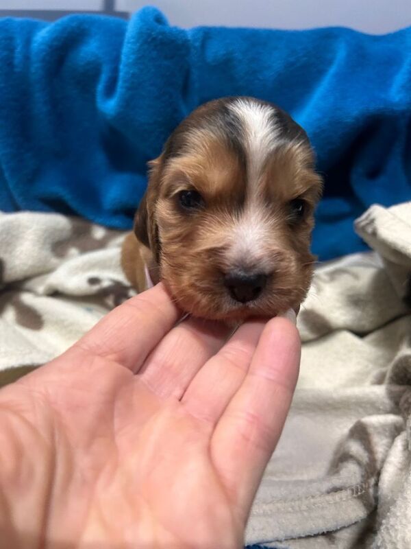 Cocker Spaniel puppies for sale in Retford, Nottinghamshire – 5 weeks old - Image 3 of 6