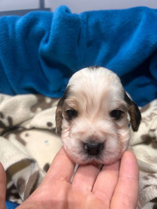 Cocker Spaniel puppies for sale in Retford, Nottinghamshire – 5 weeks old - Image 5 of 6