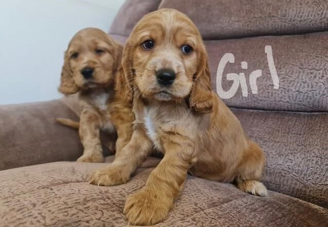 Cocker Spaniel puppies for sale in Ravenhill, Staffordshire – 10 weeks old