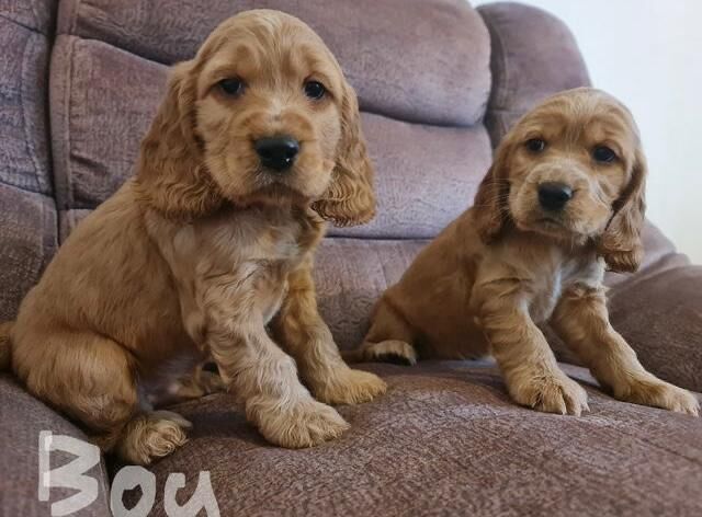 Cocker Spaniel puppies for sale in Ravenhill, Staffordshire – 4 months old - Image 2 of 3