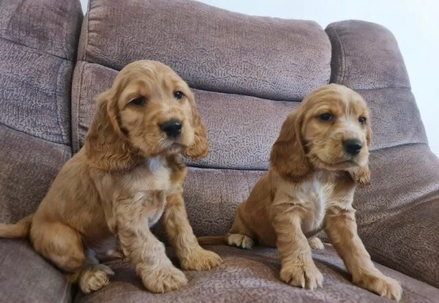 Cocker Spaniel puppies for sale in Ravenhill, Staffordshire – 4 months old - Image 3 of 3