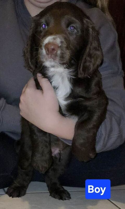 Cocker spaniel Puppies - Image 2 of 4