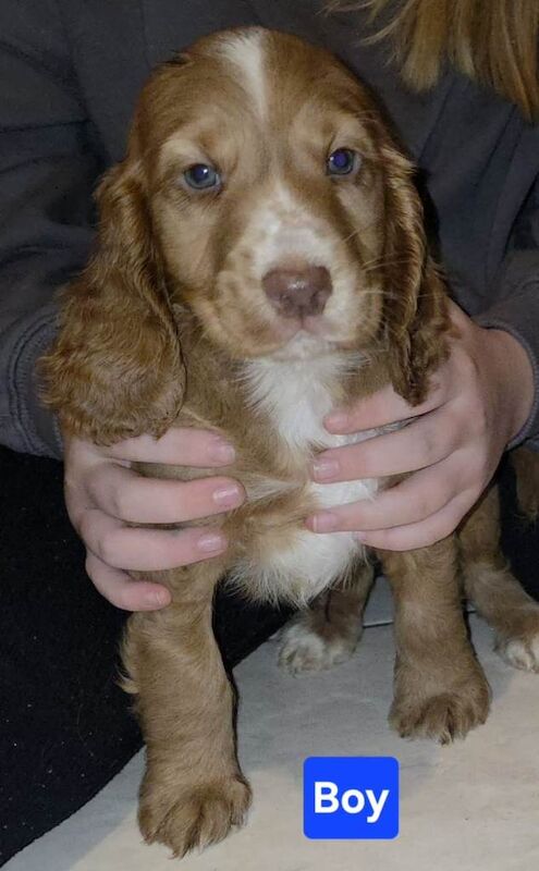 Cocker spaniel Puppies - Image 3 of 4