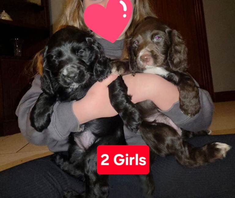 Cocker spaniel Puppies - Image 4 of 4
