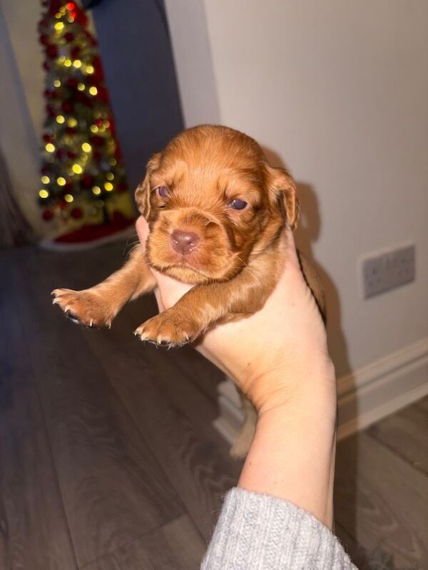 Cocker Spaniel puppies for sale in Crook, Durham – 4 weeks old