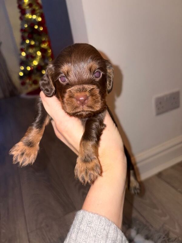 Cocker Spaniel puppies for sale in Crook, Durham – 4 weeks old - Image 2 of 3