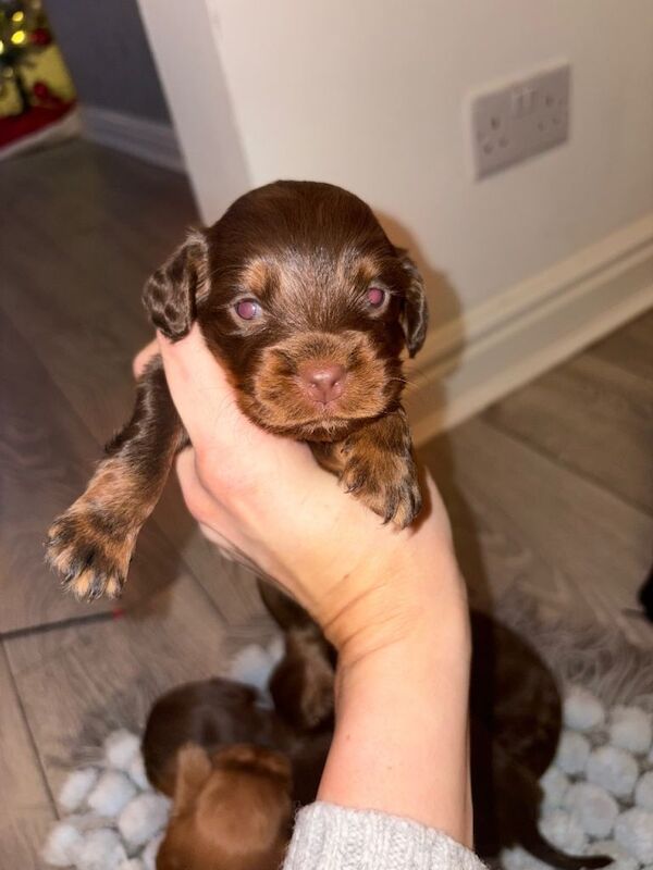 Cocker Spaniel puppies for sale in Crook, Durham – 4 weeks old - Image 3 of 3