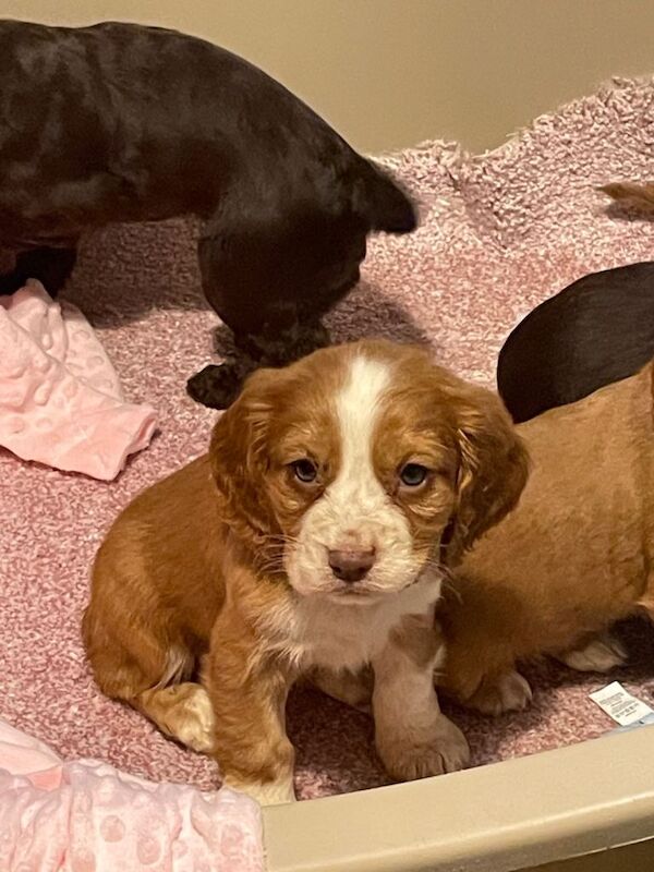 Cocker Spaniel puppies for sale in Spennymoor, Durham – 9 weeks old