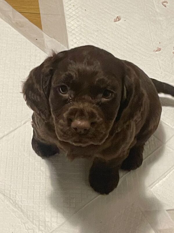 Cocker Spaniel puppies for sale in Spennymoor, Durham – 9 weeks old - Image 2 of 6