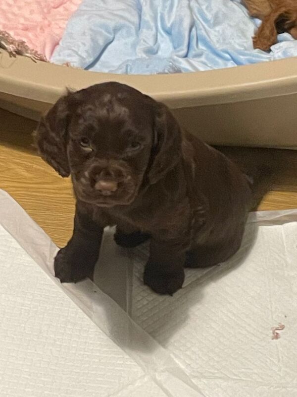 Cocker Spaniel puppies for sale in Spennymoor, Durham – 9 weeks old - Image 3 of 6