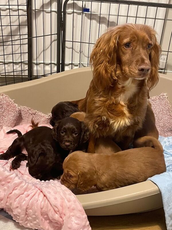 Cocker Spaniel puppies for sale in Spennymoor, Durham – 9 weeks old - Image 5 of 6