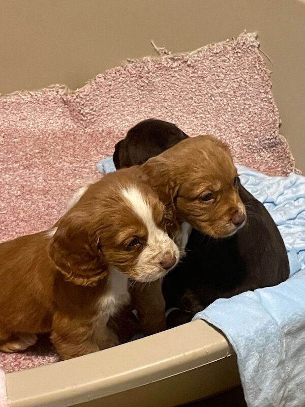 Cocker Spaniel puppies for sale in Spennymoor, Durham – 9 weeks old - Image 6 of 6