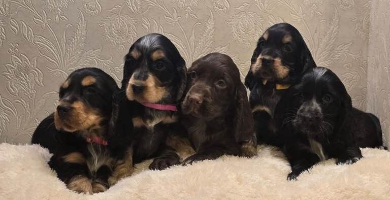 Cocker Spaniel puppies for sale in Banbridge, County Down – KC registered, 9 weeks old