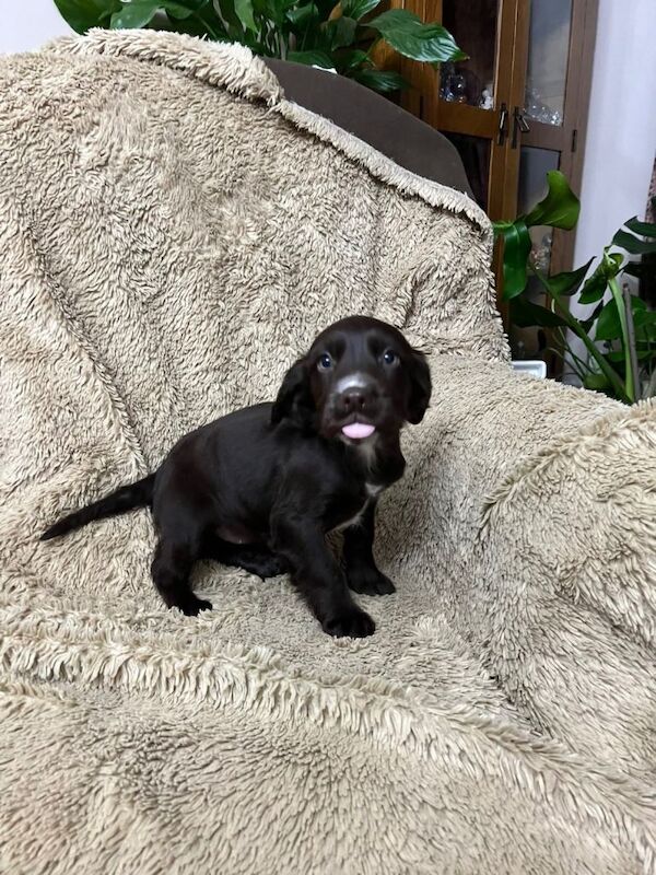 Cocker Spaniel puppies for sale in Merthyr Tydfil / Merthyr Tudful, Mid Glamorgan – 8 weeks old