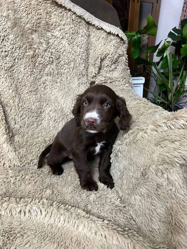 Cocker Spaniel puppies for sale in Merthyr Tydfil / Merthyr Tudful, Mid Glamorgan – 8 weeks old - Image 2 of 3