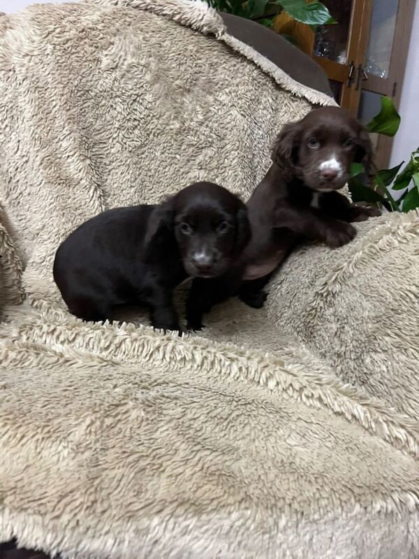Cocker Spaniel puppies for sale in Merthyr Tydfil / Merthyr Tudful, Mid Glamorgan – 8 weeks old - Image 3 of 3