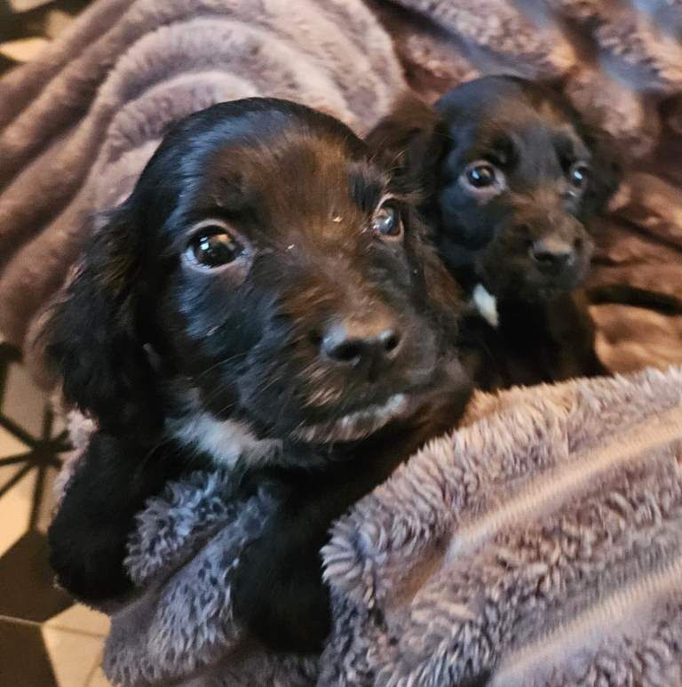 Cocker Spaniel puppies for sale in Larne, County Antrim – 11 weeks old