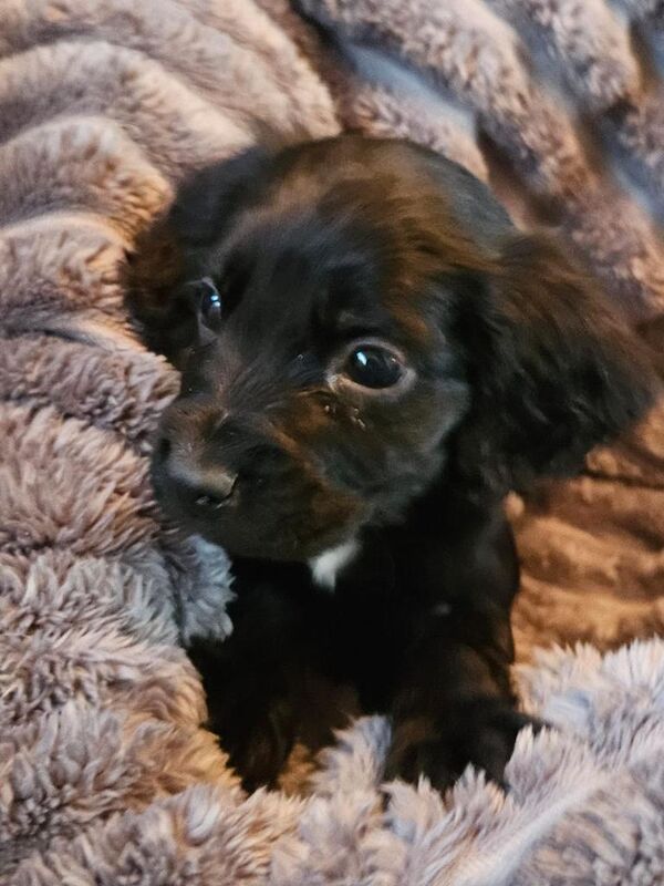Cocker spaniel puppies - Image 2 of 6