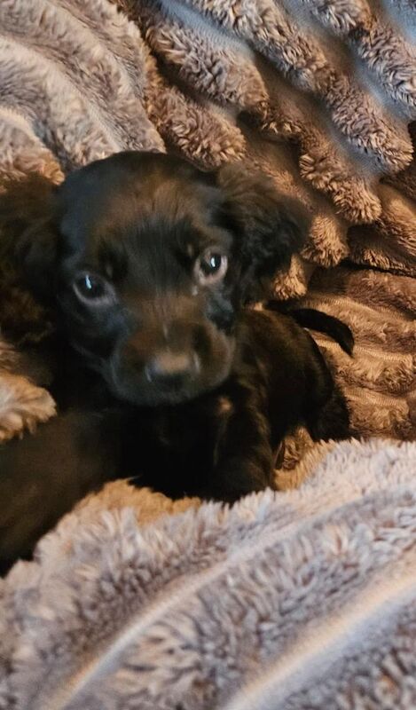 Cocker spaniel puppies - Image 3 of 6