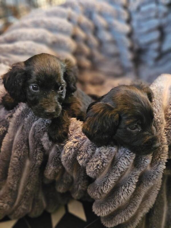 Cocker spaniel puppies - Image 4 of 6