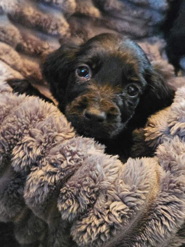 Cocker spaniel puppies - Image 5 of 6