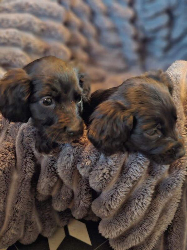 Cocker spaniel puppies - Image 6 of 6