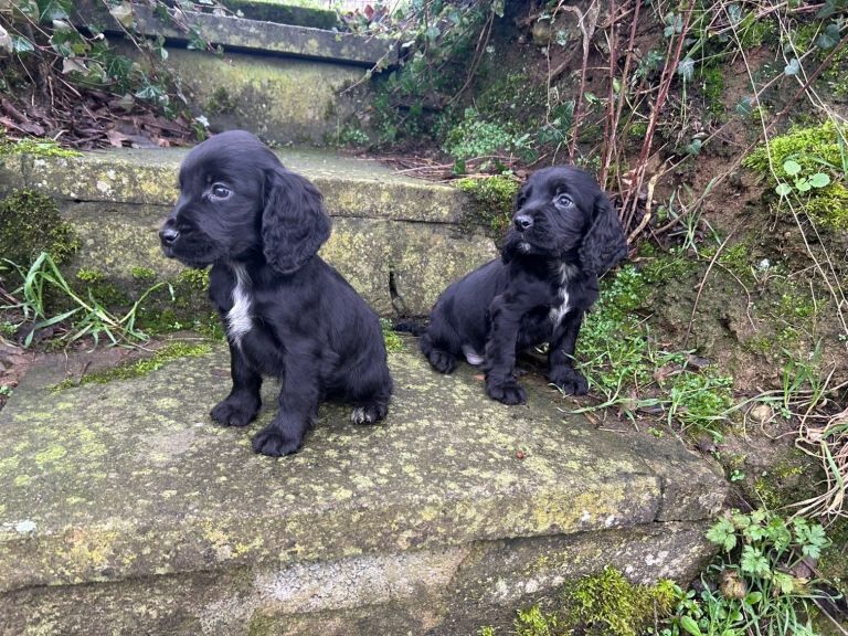 Cocker Spaniel puppies for sale in Keady, County Armagh – 10 weeks old
